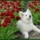 Zwitserse Witte Herder pups (7)