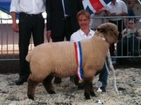 Hampshire Down schapen en lammeren