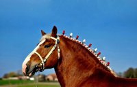 Ter Dekking: Vlaams Paard hengsten