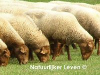 Natuurlijker schapen houden
