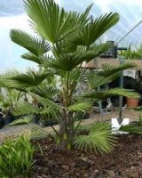 Aangeboden: Trachycarpus Wagnerianus 5 winterhard palmboom zaden € 1,95