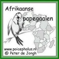 Aangeboden: AFRIKAANSE PAPEGAAIEN (INFO) gratis Gratis