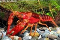 Rivierkreeft, Crawfish,Crayfish, Kraftor, Long Xia