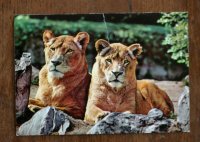 Ansichtkaart leeuwen (omstreeks 1970) 