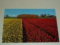Holland 4 kaarten bloembollen bloemenpracht Holland