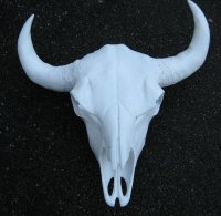 Buffel-Bison-schedel