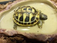 Schildpad schildpadden Griekse landschildpad