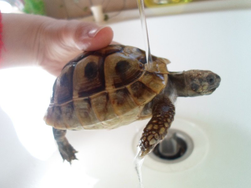 Premedicatie Schijnen Klagen Schildpad Schildpadden Griekse Landschildpad te Koop Aangeboden op  Tweedehands.net