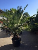 Palmboom Jubaea Chilensis 45 cm stamdiameter