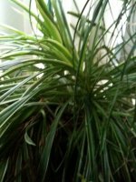 Te koop Graslelie Chlorophytum Comosum hangplant