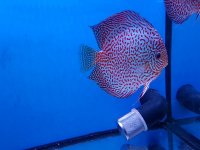 Discus red spotted leopard/ ringleopard discussen