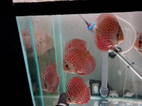 Red mosaic turquoise discus