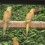 Mutatie roodrug parkieten (6)