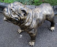 Engels bulldog beeld 