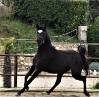 Zwarte Arabische Volbloed paarden