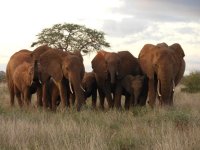 Safari Kenia of Tanzania? Safarigids biedt