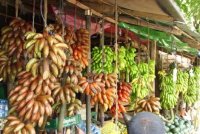 Musa bananenplanten (winterhard) diversen mooie soorten