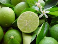 Limoen planten een heerlijk geurende plant