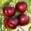 Nectarine bomen, oude soorten en soorten (6)