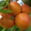 Nectarine bomen, oude soorten en soorten (9)