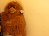 Nieuwe pluche orang oetan van 40