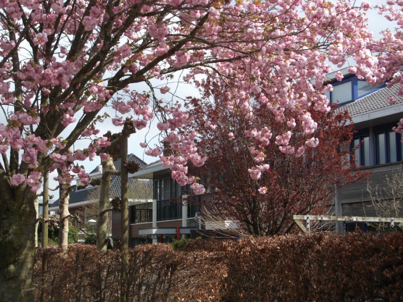 Cherry Blossom spuiten