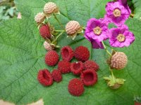 Kaneelframboos de Rubus odoratus met mooie
