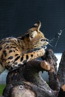 Savannah kitten beschikbaar raskatten raskat korthaar