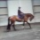 Paarden(sport)massage en training (4)