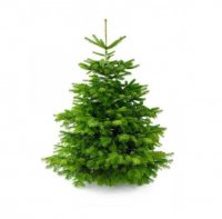 Kerstboom Nordman vers gekapt online bestellen