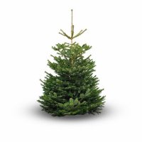 Kerstboom Nordman vers gekapt online bestellen