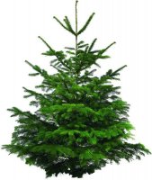 Kerstboom per post Diverse Afmeting Nordman