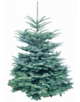 Kerstboom Bestellen Nordman Vaste Naalden Versgekapte