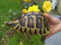 Schildpad - Griekse landschildpadden 
