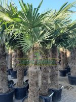 Palmbomen, Olijfbomen, Bamboe, mediterraanse bomen en