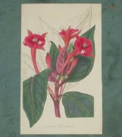 Hand gekleurde kopergravure Fuchsia van ca