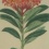 Antieke kopergravure uit The Botanical Register
