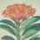 Antieke kopergravure uit The Botanical Register (4)