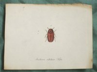 Antieke duitse kopergravure insect - Anobium
