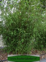 Aangeboden: Fargesia, 30 varianten wintergroene niet woekerende bamboe € 25,-