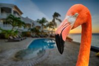 Aangeboden: Vakantie-accommodaties Op Bonaire n.v.t.
