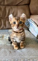  Tigrett kittens ( met stamboom