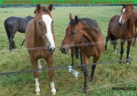 Voor paardenliefhebbers woonboerderij op 4,5 hectare,