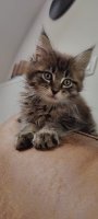  Maine Coon  kittens .