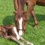 Geboortemelder voor paard birth alarm gsm