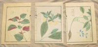 3 Botanische aquarellen door Iwasaki Tsunemasa
