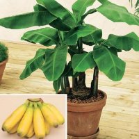 Bananenplanten mooie soorten ook voor balkon