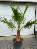 Palmboom wadhingtonia robusta 140-150cm planthoogte