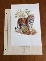 Kunstdruk Bengaalse tijger met wetenswaardigheden kaart