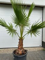 Aangeboden: Palmboom washingtonia robusta 35-40 cm STAMHOOGTE € 60,-